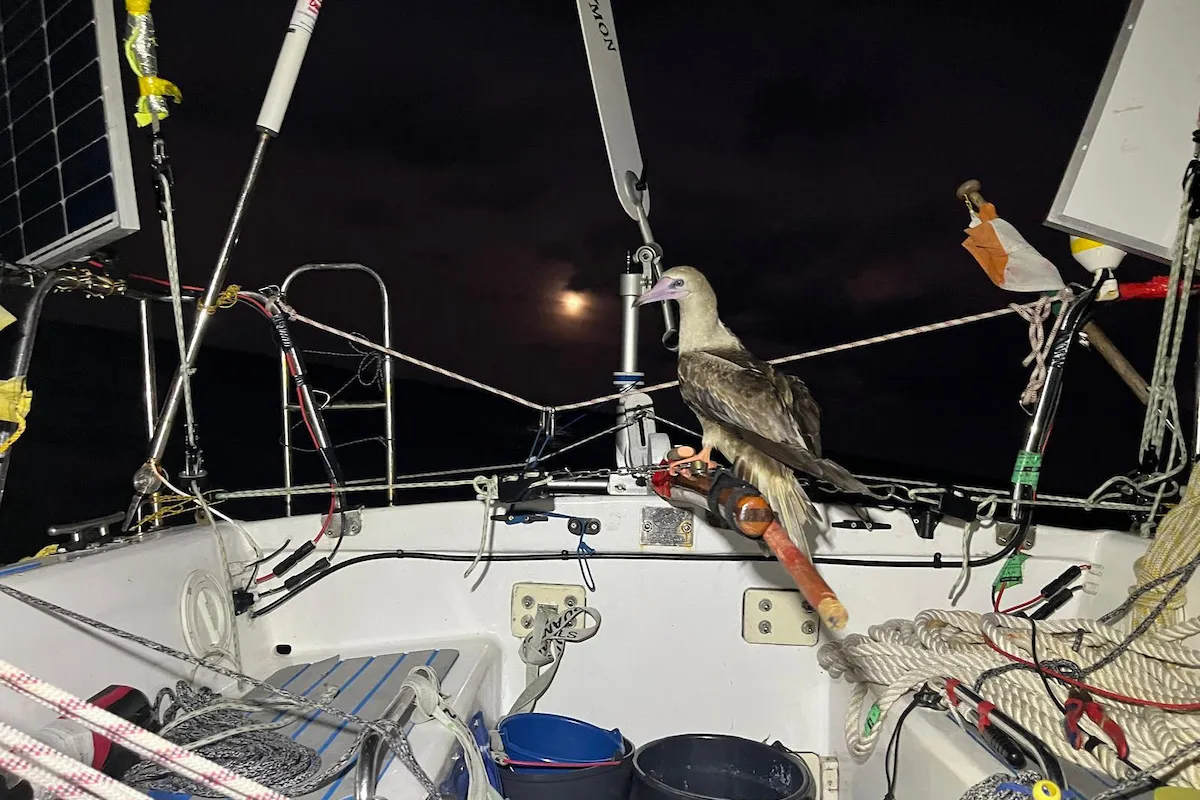 Mini Globe Race’s Most Dramatic Leg Yet