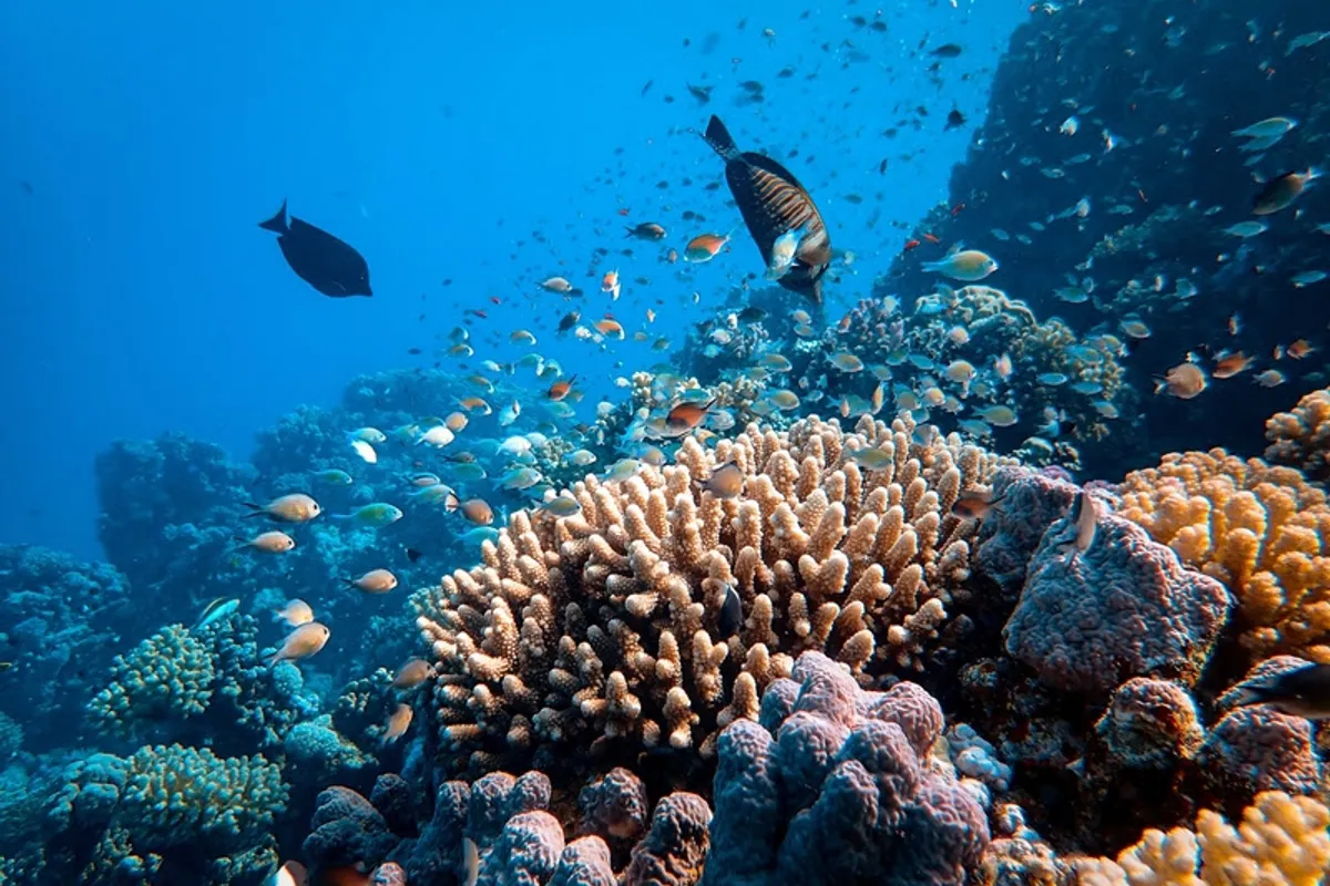 Ocean Race launches campaign for a Universal Declaration of Ocean Rights