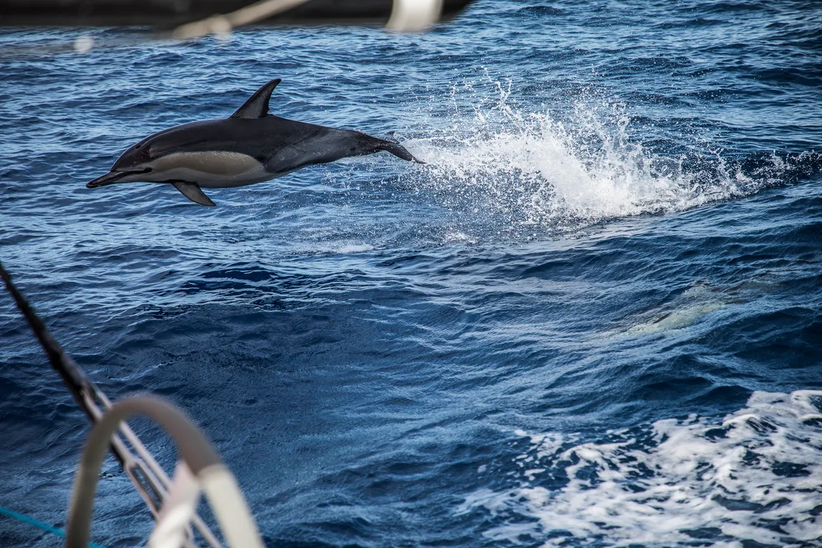 The Ocean Race to hold one of world’s first climate positive sport events