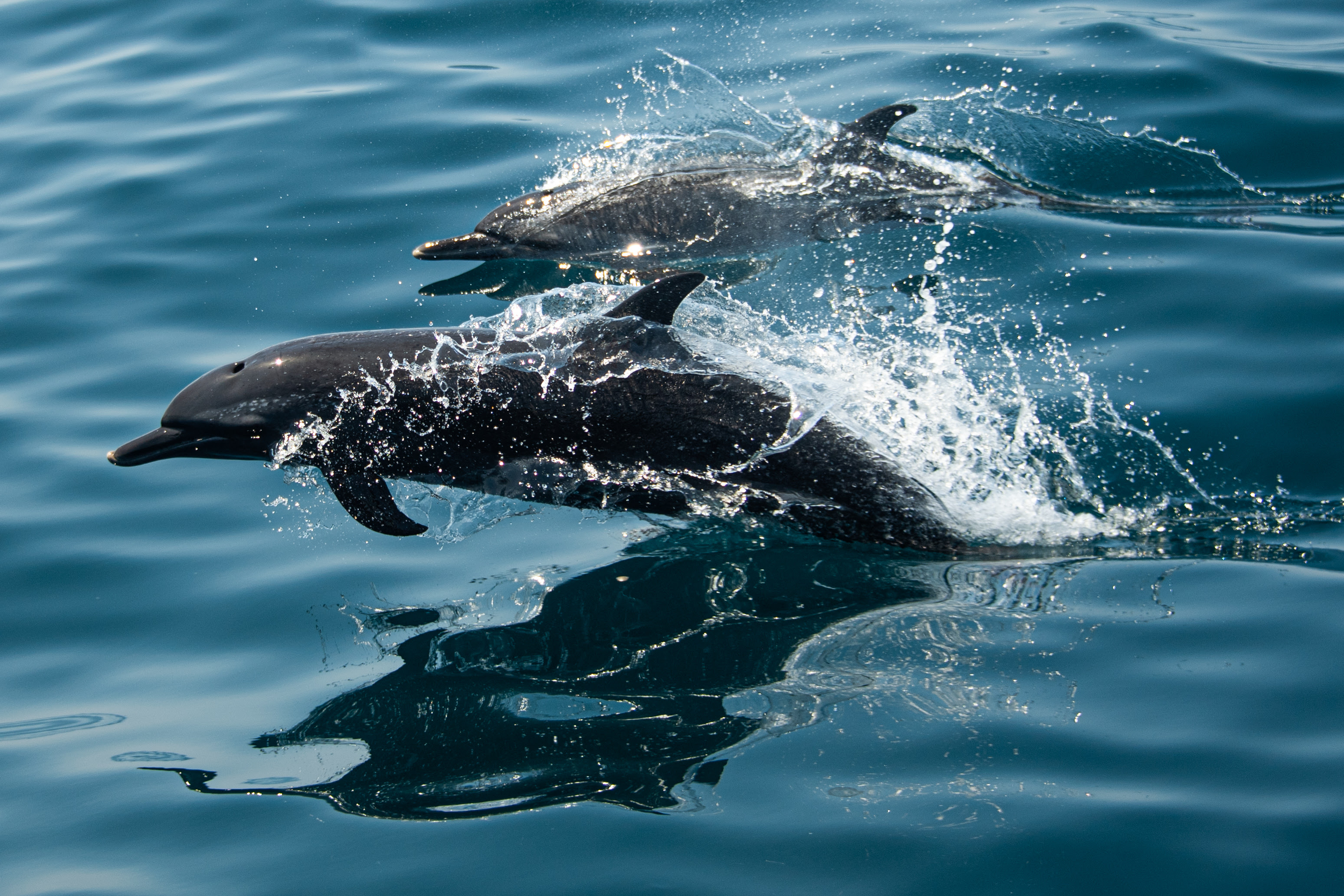 Ocean Race &amp; Mission Blue team up to inspire ocean protection