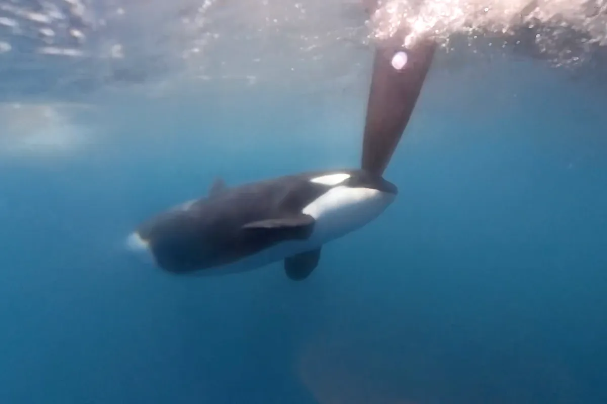 Ocean Race Orca encounter: “This was a scary moment” video