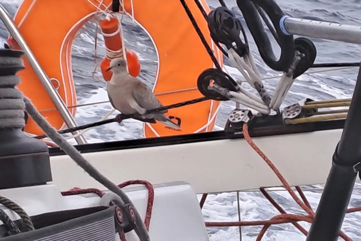 French skipper François Gouin qualifies for Global Solo Challenge with Kawan3