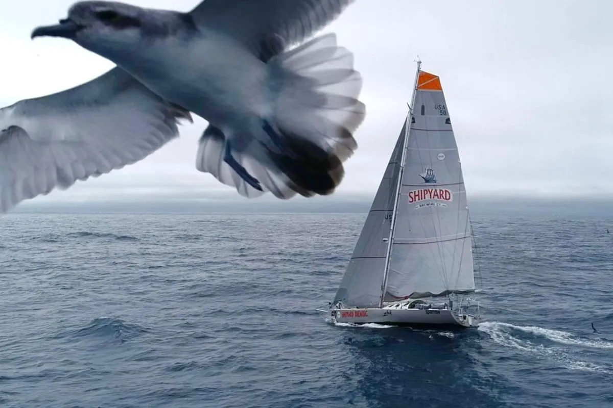 Global Solo Challenge: A relentless chase and the rising stars